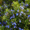 blue flowers on rosemary bush with bees buzzing around