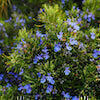 blue flowers on rosemary bush with bees buzzing around