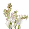 creamy tuberose blooms with pink edges