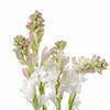 creamy tuberose blooms with pink edges