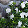 fragrant white gardenia flowering plant