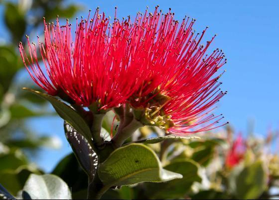 red pohutukawa NZ christmas flowers in New Zealand