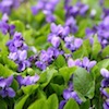 scented wild violets growing
