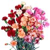 a display of spray carnations in assorted colours