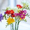 freesias in a vase in pink, yellow, red, purple and white blooms
