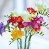 freesias in a vase in pink, yellow, red, purple and white blooms