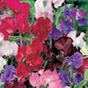 flowers sweet peas in pinks, purples and red colour