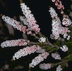 close up of thryptomene flowers against a black background