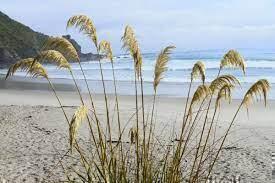 NZ Toi toi grass (not pampas grass)