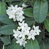 white waxy stephanotis vine flowers