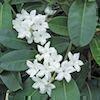 white waxy stephanotis vine flowers